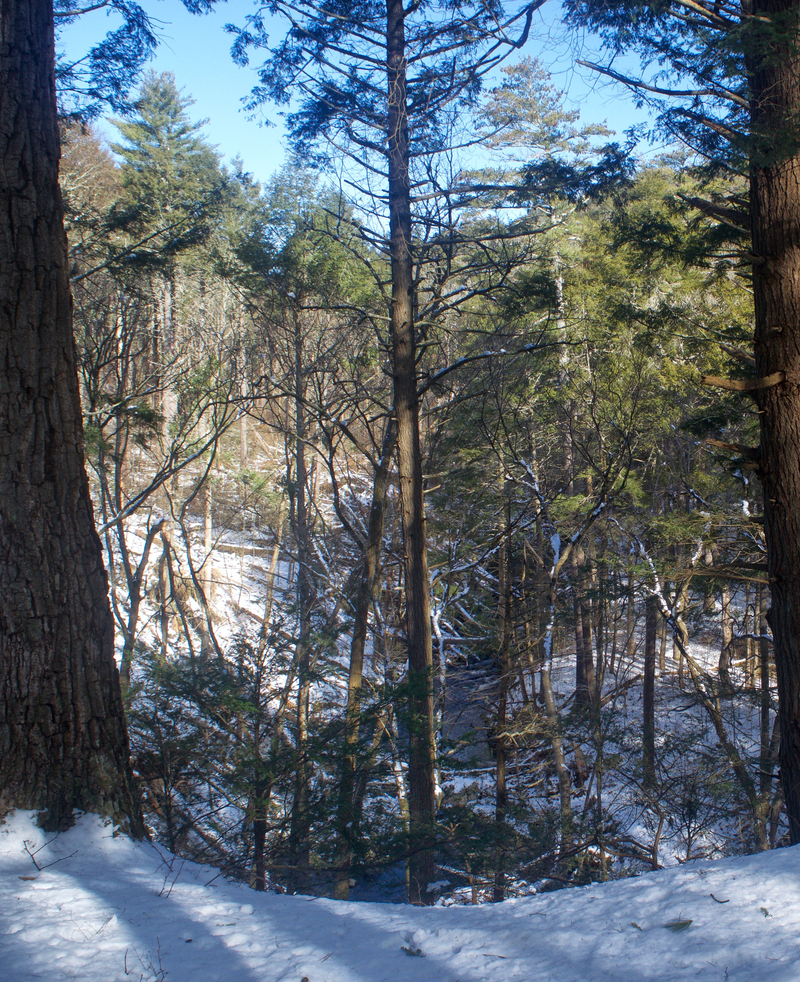 Illustration for article titled Wooly Adelgid vs. Eastern Hemlock